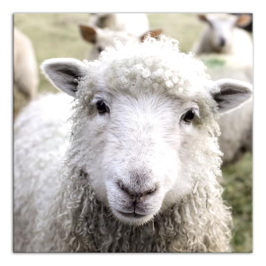 Curious Sheep 24" x 24" Canvas Wall Art